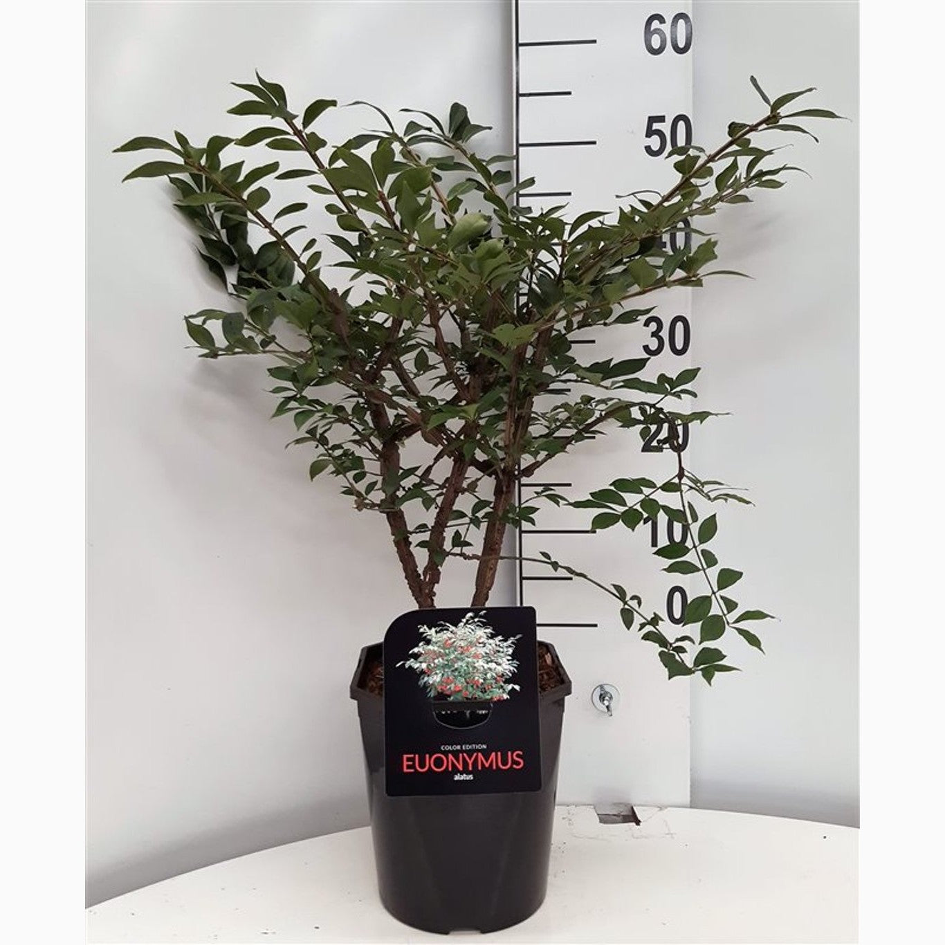 Vingbenved – Euonymus alatus - C5 40-50 CM